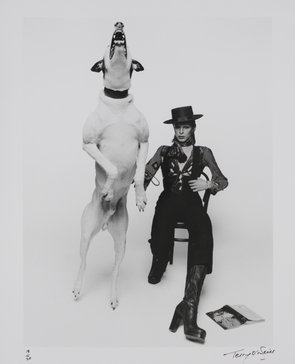 Promotional Photograph of David Bowie for Diamond Dogs