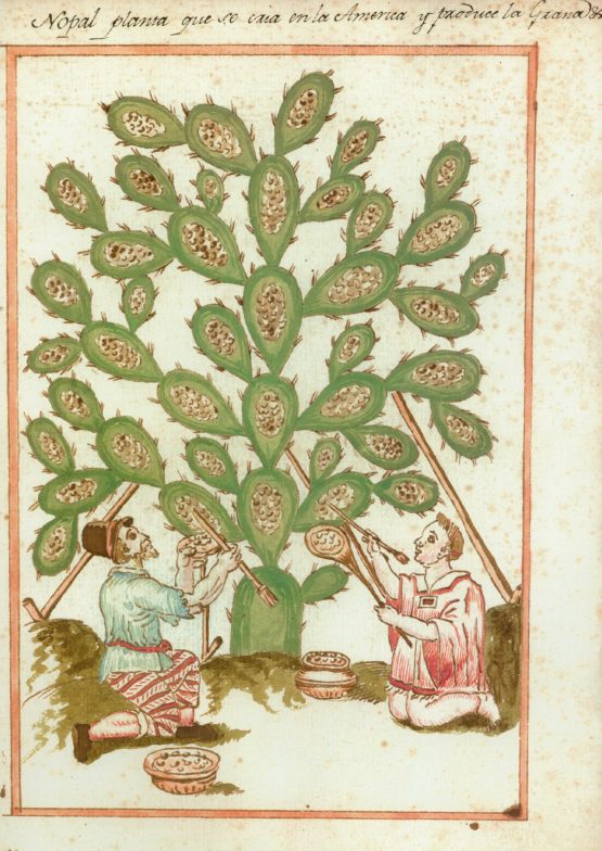 The nopal plant that is grown in America and produces grana [insect dye]. Reports on the History, Organization, and Status of Various Catholic Dioceses of New Spain, and Peru (1620-49), fol. 85.